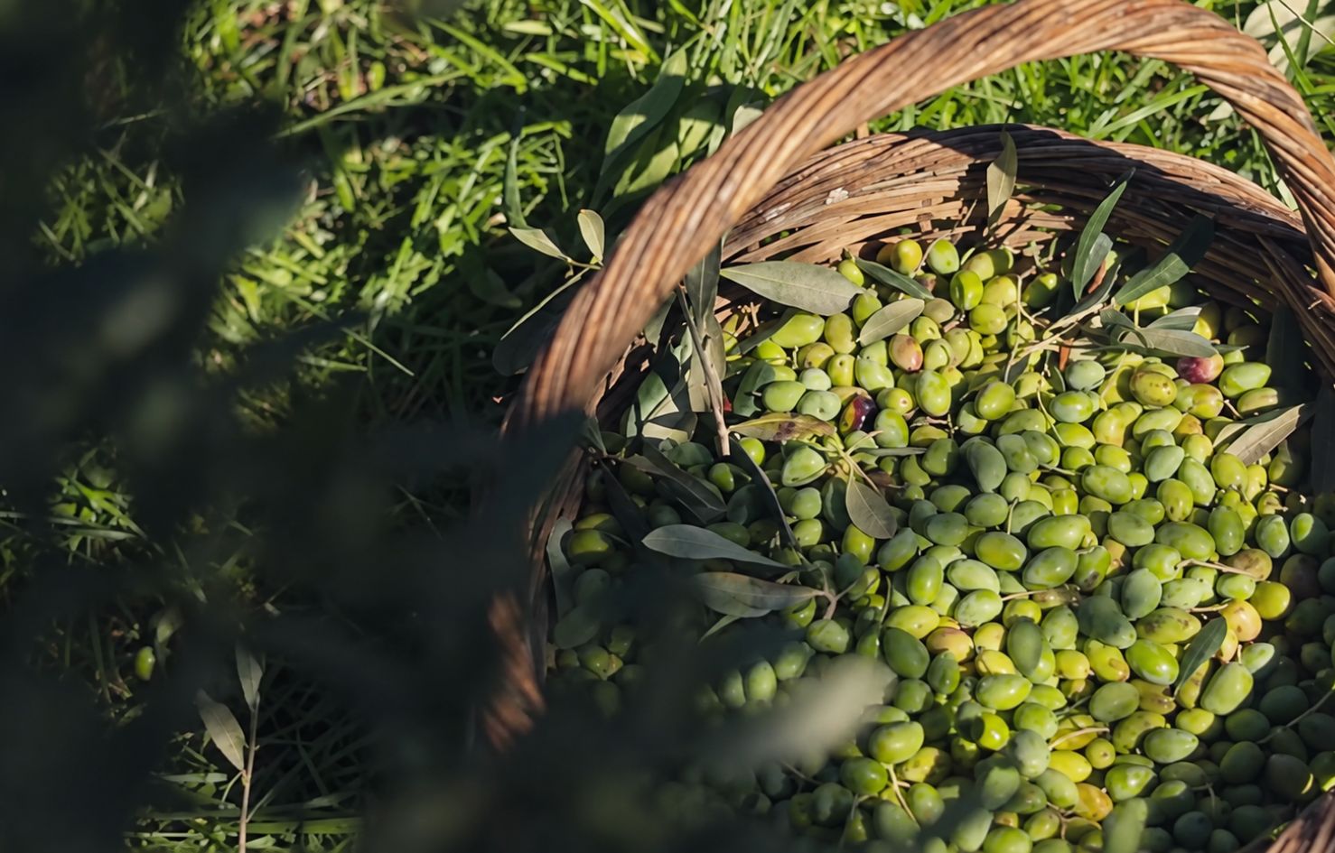 green olive oils harvested in corfu 